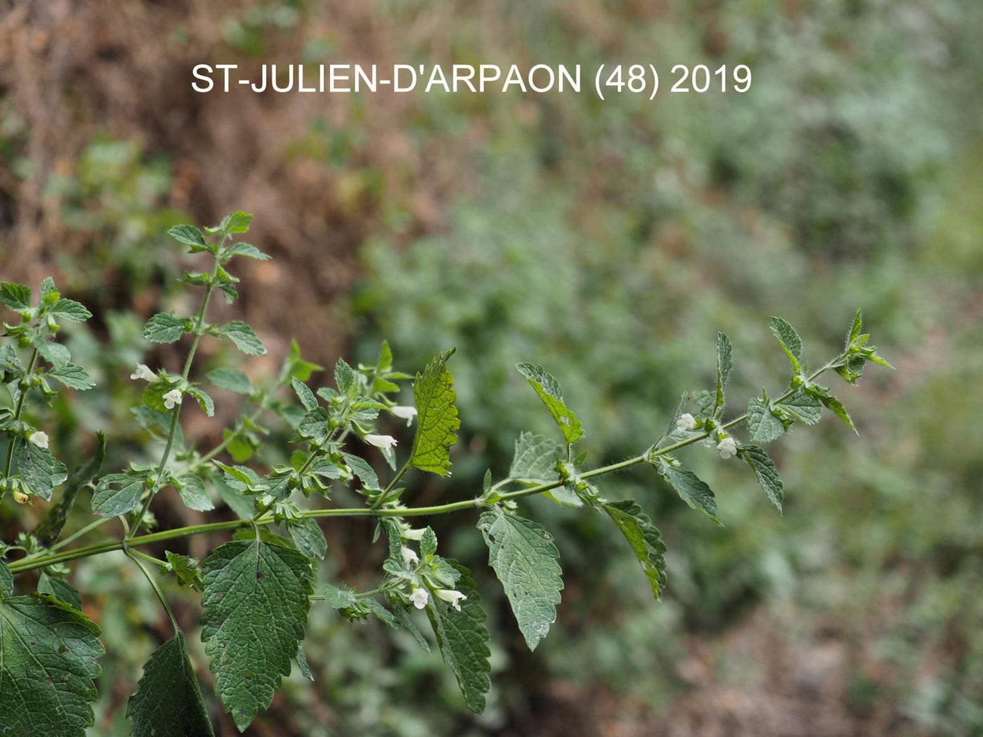 Lemon balm plant